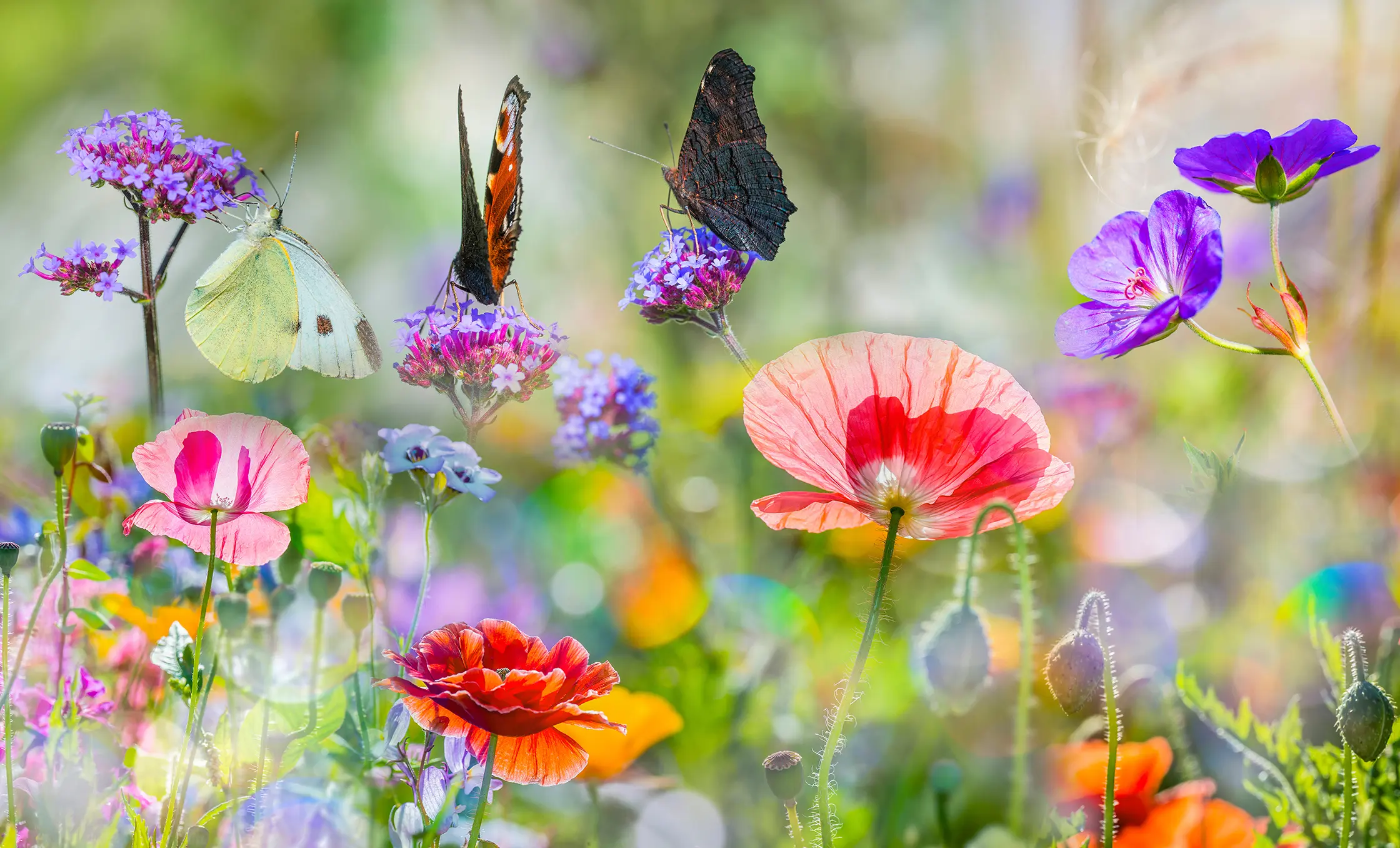 AdobeStock_246994257