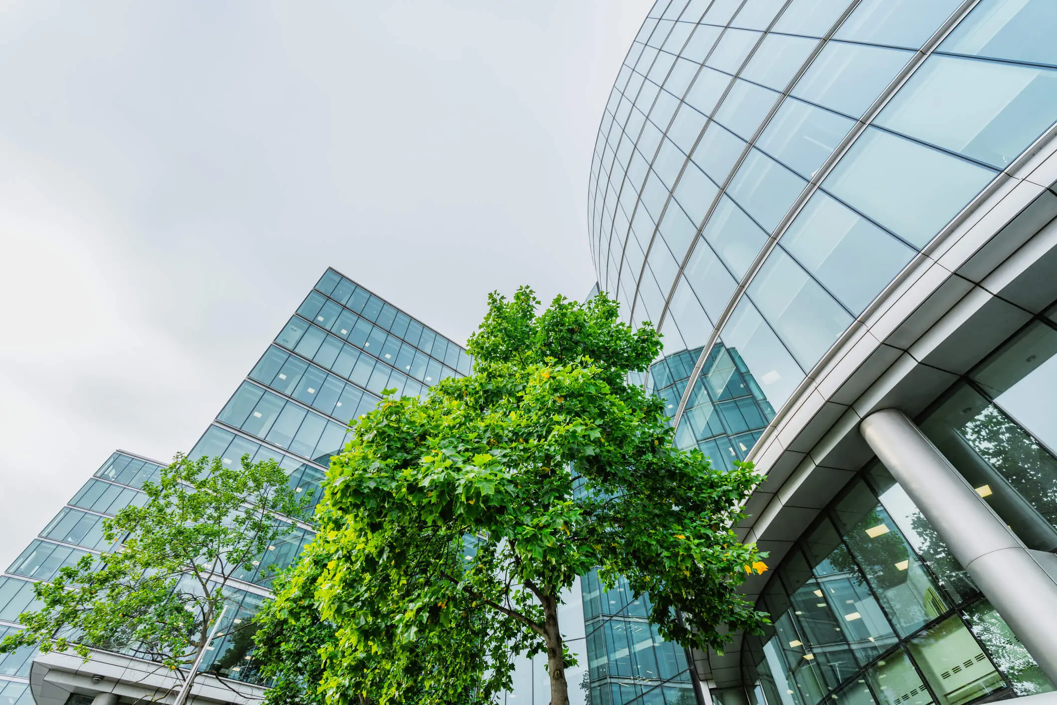 Edificios corporativos con árboles verdes