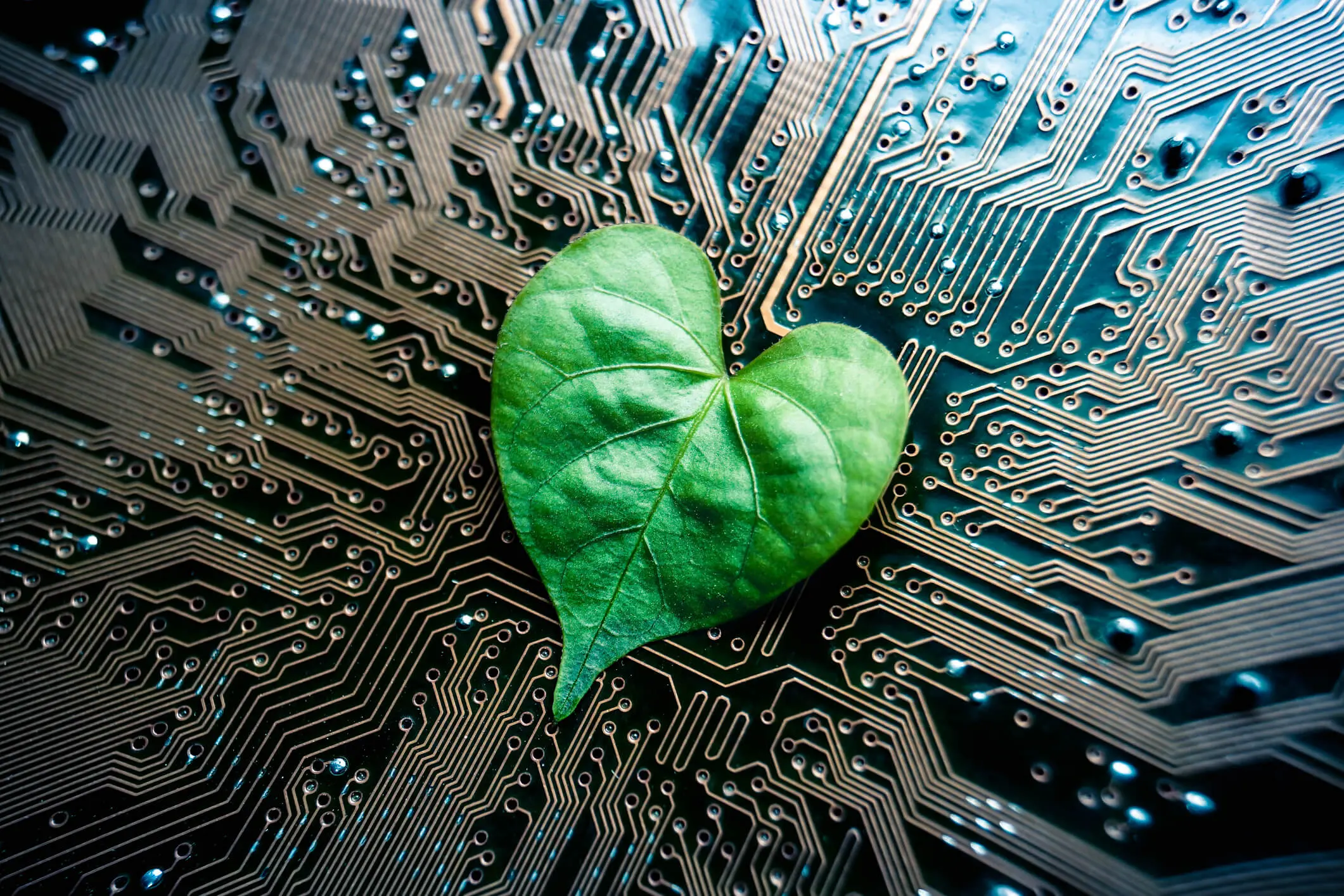Hoja con forma de corazón sobre una placa madre